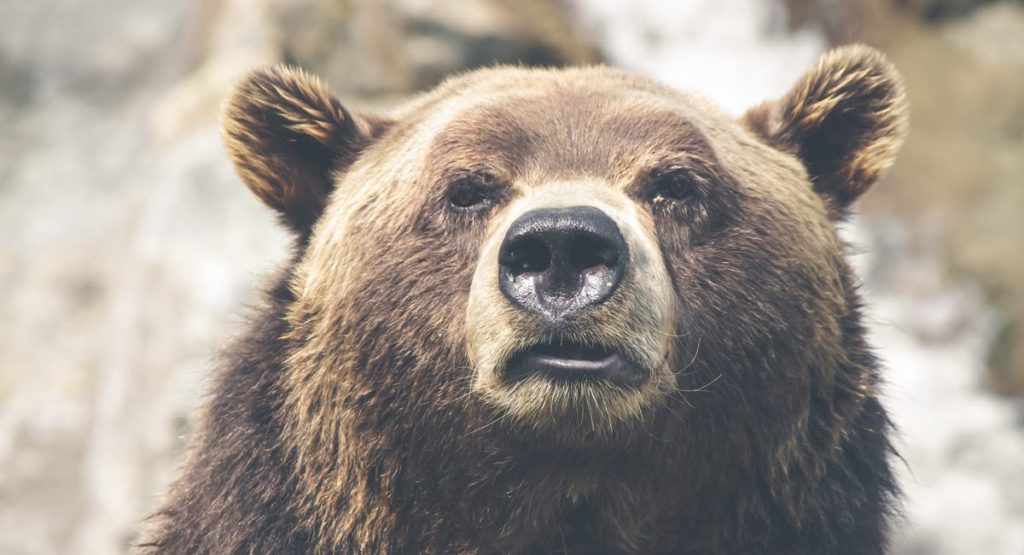 camp-bear