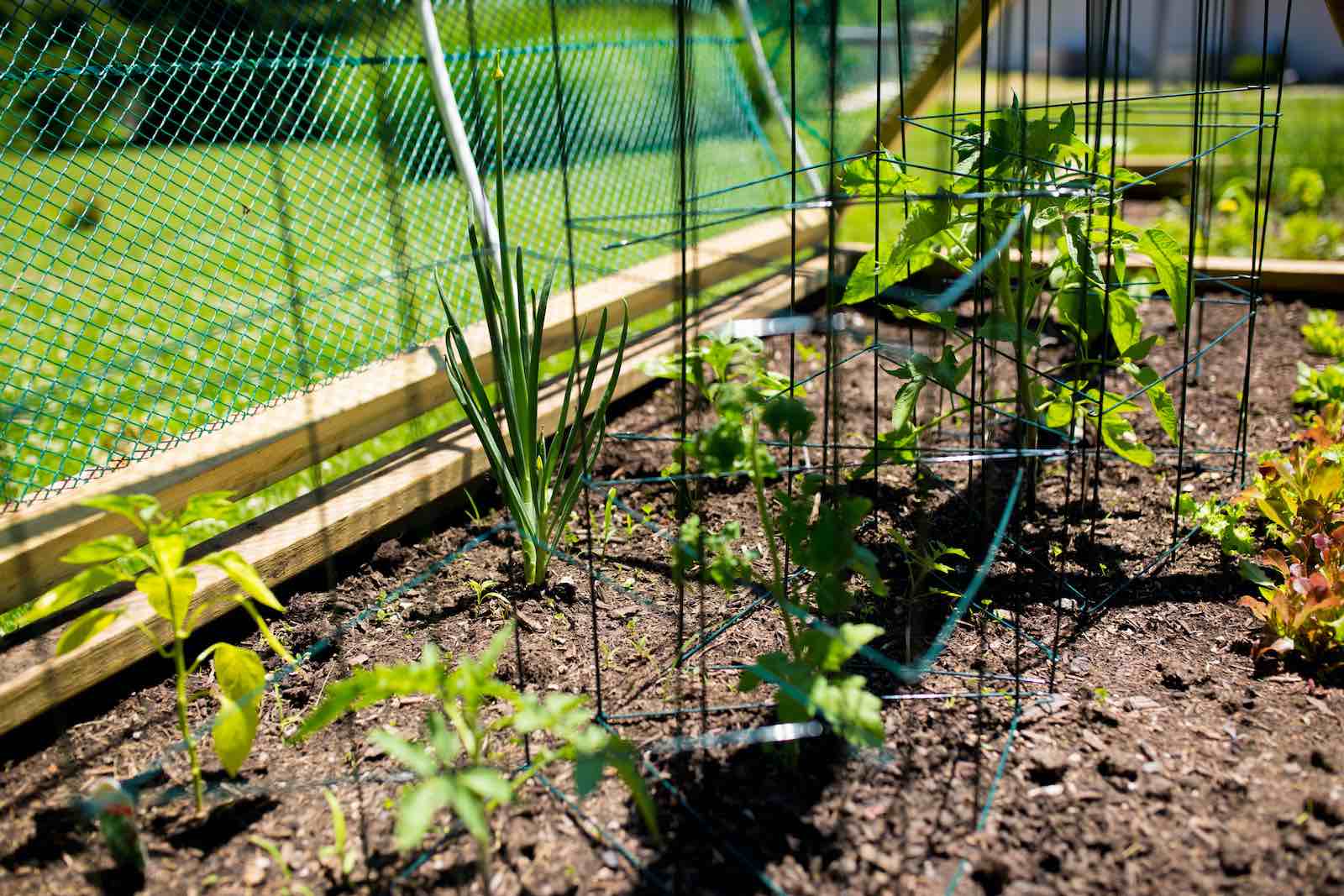 Garden Growth